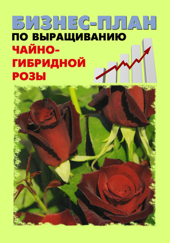 читать Бизнес-план по выращиванию чайно-гибридной розы