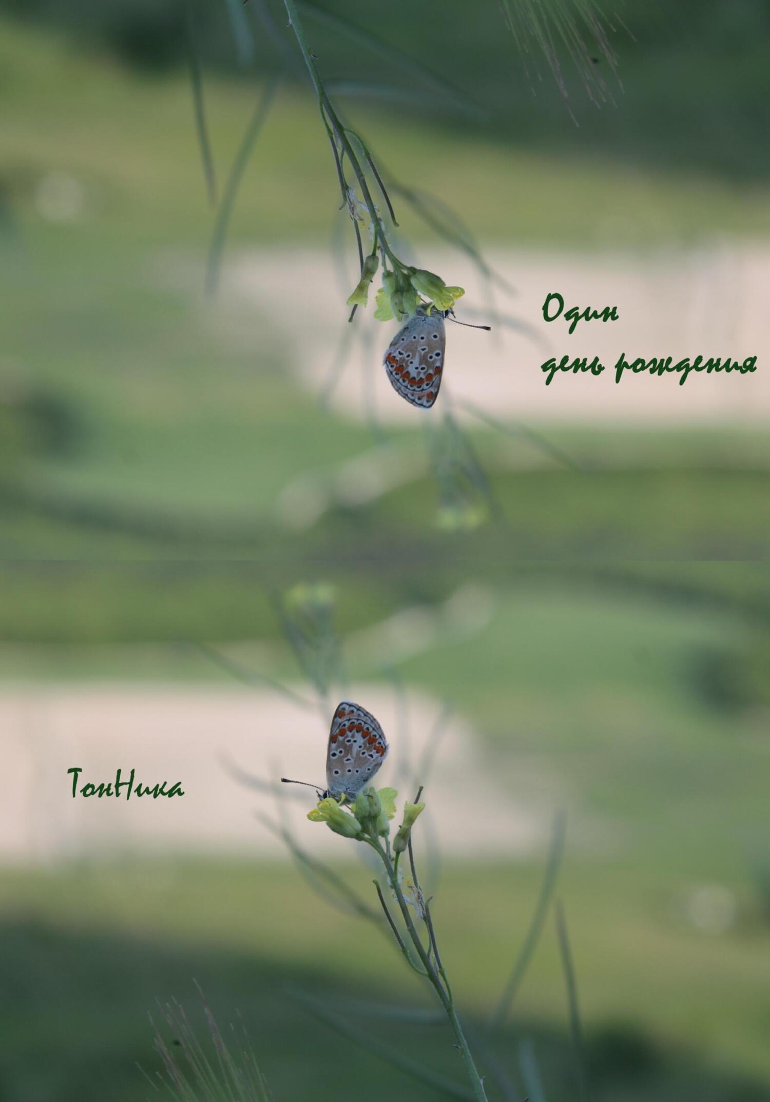 читать Один день рождения