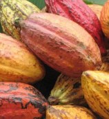 читать Как делают шоколад