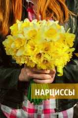 читать Нарциссы