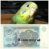 читать Пять рублей и один попугай