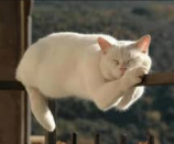 читать Про сантехника Васю и кота без сапог