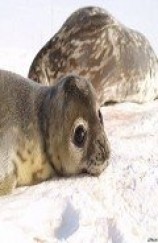 читать Записки переворачивателя пингвинов.