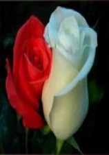 читать Никаких поцелуев