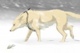 читать Белая волчица