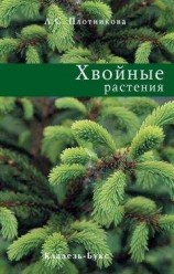 читать Хвойные растения