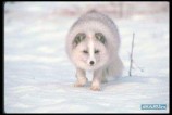 читать Пятый пункт