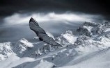 читать Шторм на Ладоге. Часть 3. Частный рейс Виргинских Орлиц
