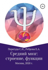 читать Средний мозг: строение и функции