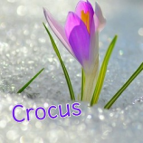 читать Crocus